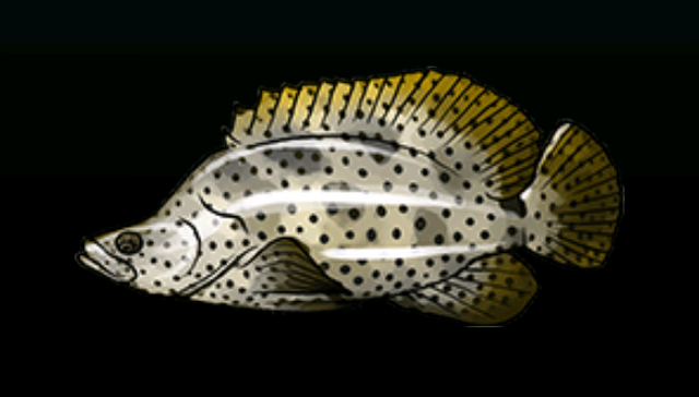 File:HumpbackGrouperACP.png