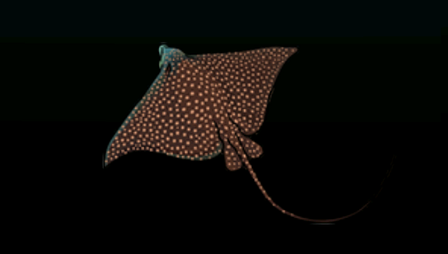 File:White-SpottedEagleRayACP.png