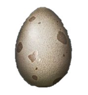 Oeufs d'alligator
