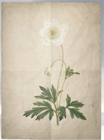 File:ACS DB Snowdrop.jpg