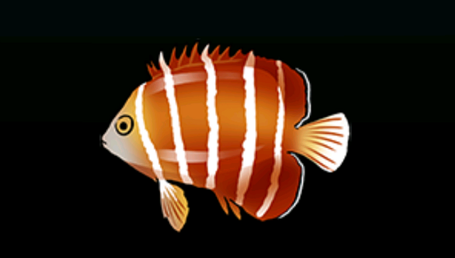 File:PeppermintAngelfishACP.png