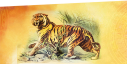 ACCI Tigre du Bengale base de données.png