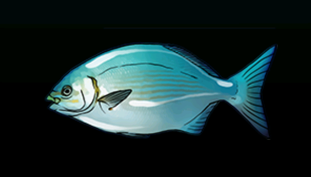 File:BermudaChubACP.png