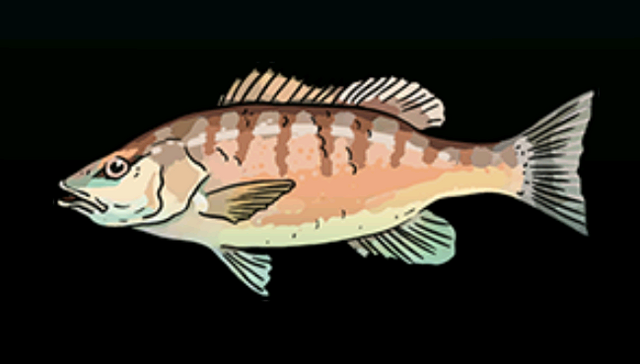 File:GraySnapperACP.png