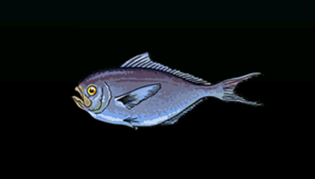File:PalometaACP.png