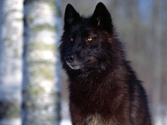 File:Predatory-Eyes-Black-Wolf-1.jpeg