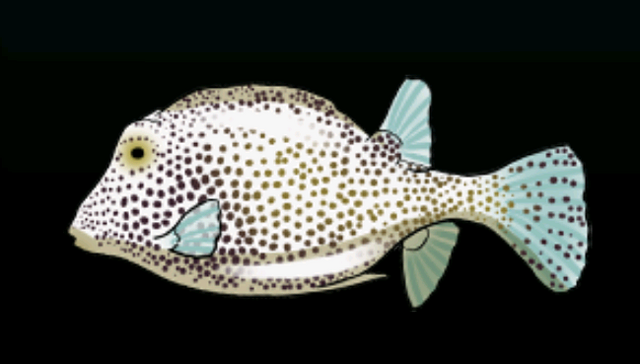 File:SpottedTrunkfishACP.png