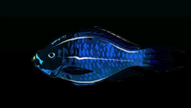 File:MidnightParrotfishACP.png