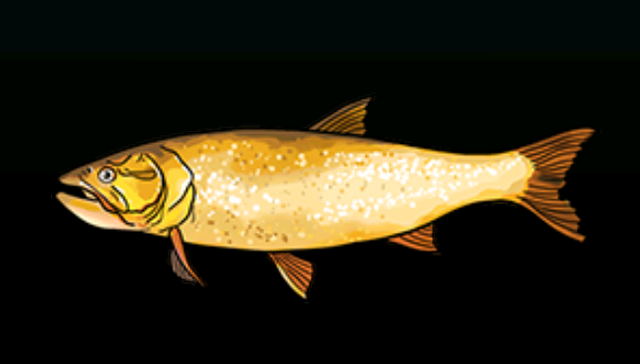 File:GoldenGoradoACP.png