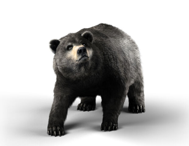 File:Soloplayer - Bear.jpg