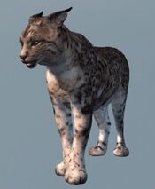 LuchsAC3.jpg