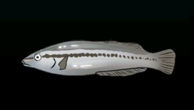 File:SlipperyDickACP.png