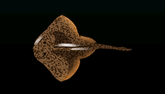 File:SkateACP.png