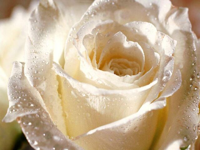 File:White Rose.jpg