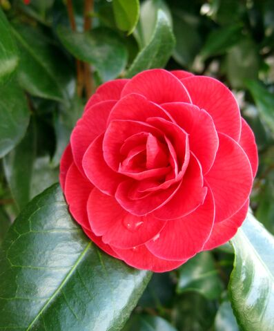 Archivo:Camelia.jpg