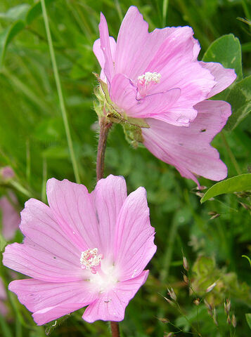 Archivo:Malva.jpg