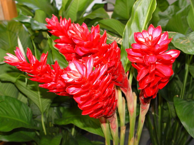 Archivo:Red-ginger-004.jpg
