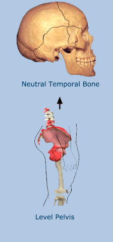 File:Pelvis Temporal Animation.gif