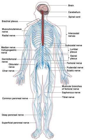 File:Nervous system.png