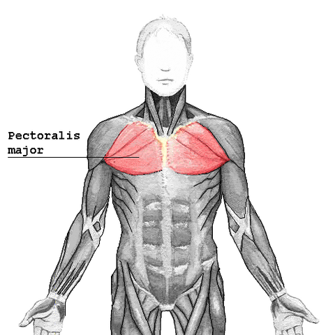 File:Pectoralis major2.png
