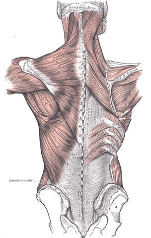 File:Gray-vert.png