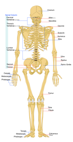 File:Skeleton back.png