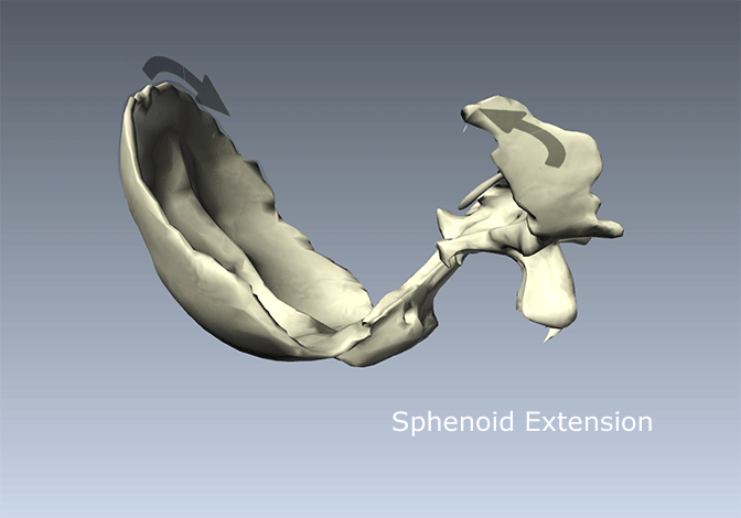 Sphenoid Temporal Coupling PAPDP