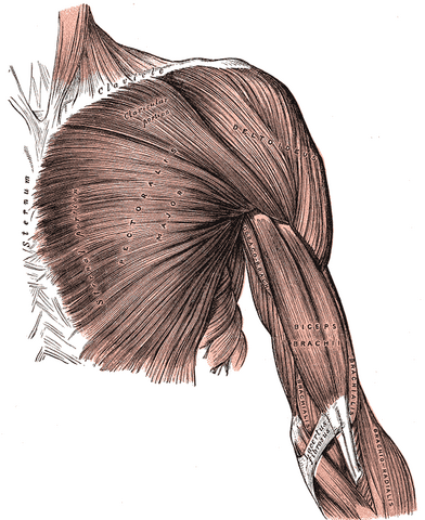 File:Gray410.png