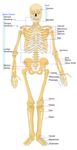 File:Skeleton front.png