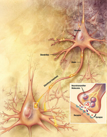 File:Chemical synapse.jpg