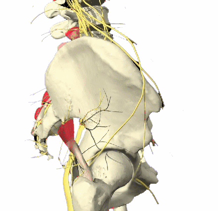 Piriformis Syndrome Referred Pain Distribution