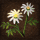 Chrysanthemum