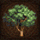 Large-tropical-tree