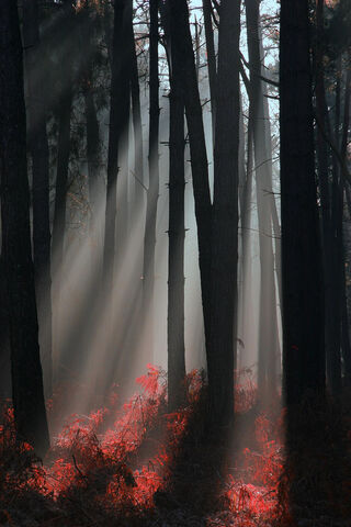 File:Tumblr n3bdugV16c1snikvio1 500.jpg