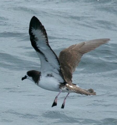 Archivo:Petrel.jpg