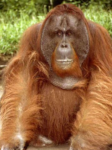 Archivo:Orangután.jpg
