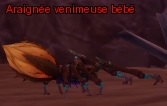 Araignée venimeuse bébé