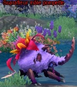 Scarafleur mâle pompette