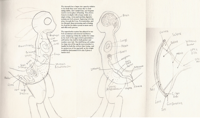 File:Avali Biology.png