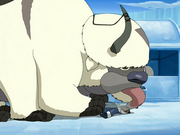 Sokka y Appa.png