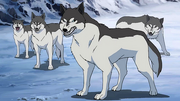 Wolves