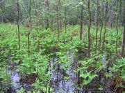 Southwestern Forest