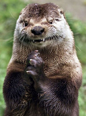 File:Evil Otter Face.jpg