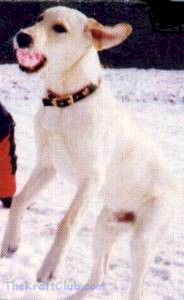 Arquivo:Martin's dog.jpg