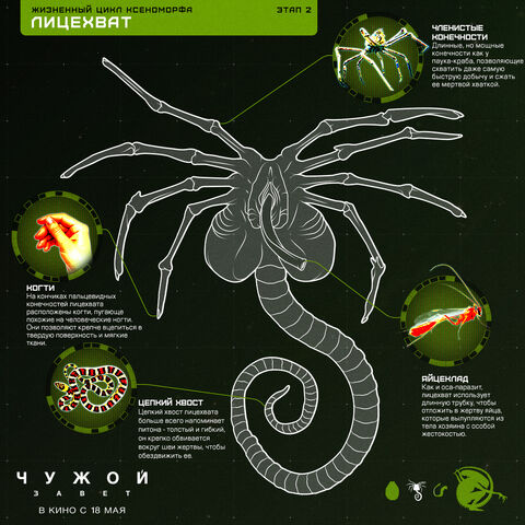 Файл:AlienStage2.jpg