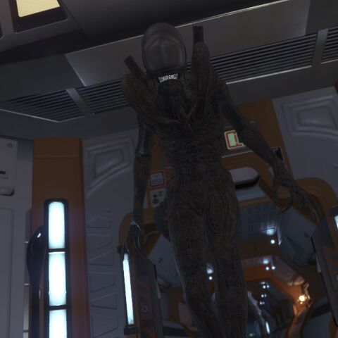 File:TorrensDrone-MattFiler.jpg