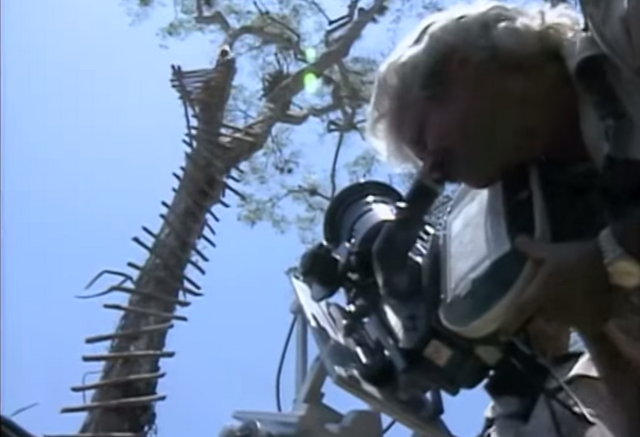 File:Burton in tree.png