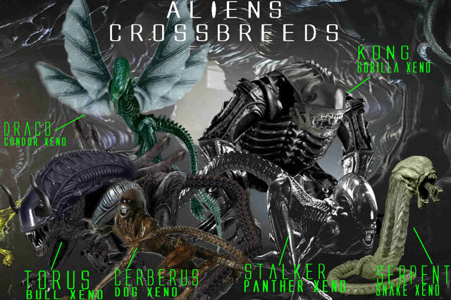 File:Crossbreeds.jpg