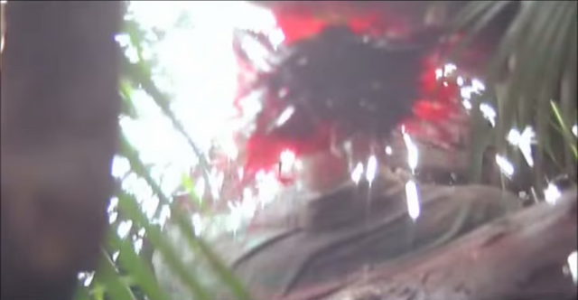 File:Mac's death.png