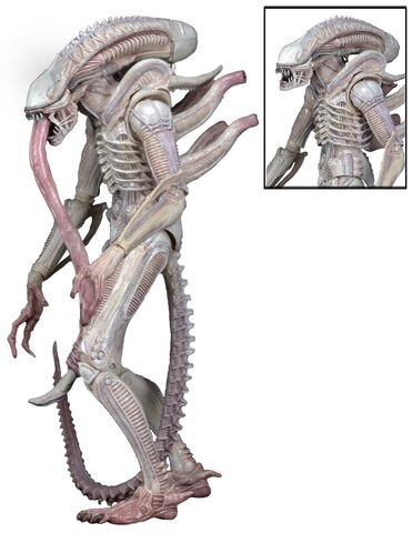 File:Albino-Alien-Aliens-Series-9-by-NECA-002.jpg
